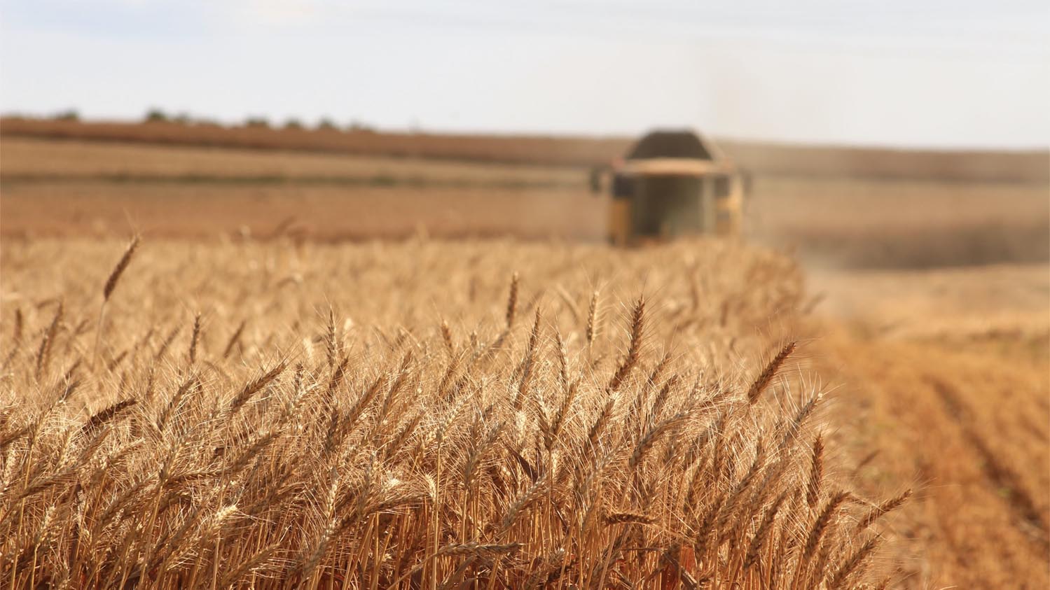 Grains and oilseeds